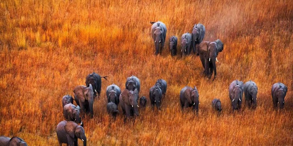 Aerial photograph of an elephant herd crossing golden grassland, taken from a stabilised camera platform