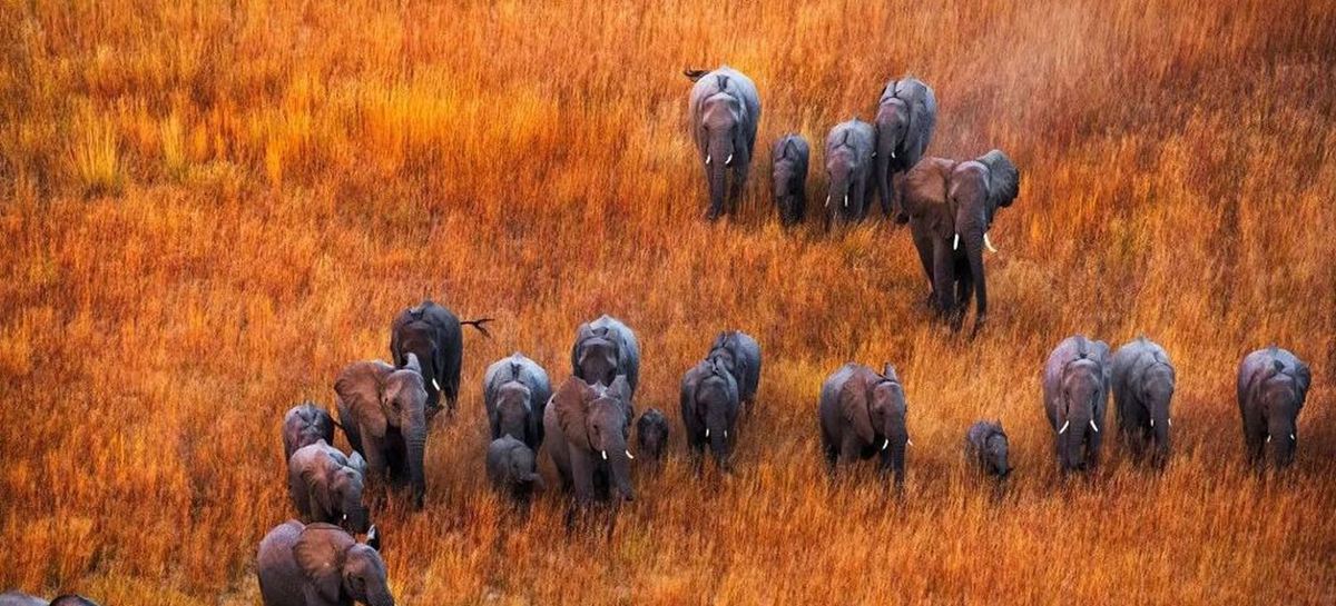 Aerial photograph of an elephant herd crossing golden grassland from a stabilised camera platform
